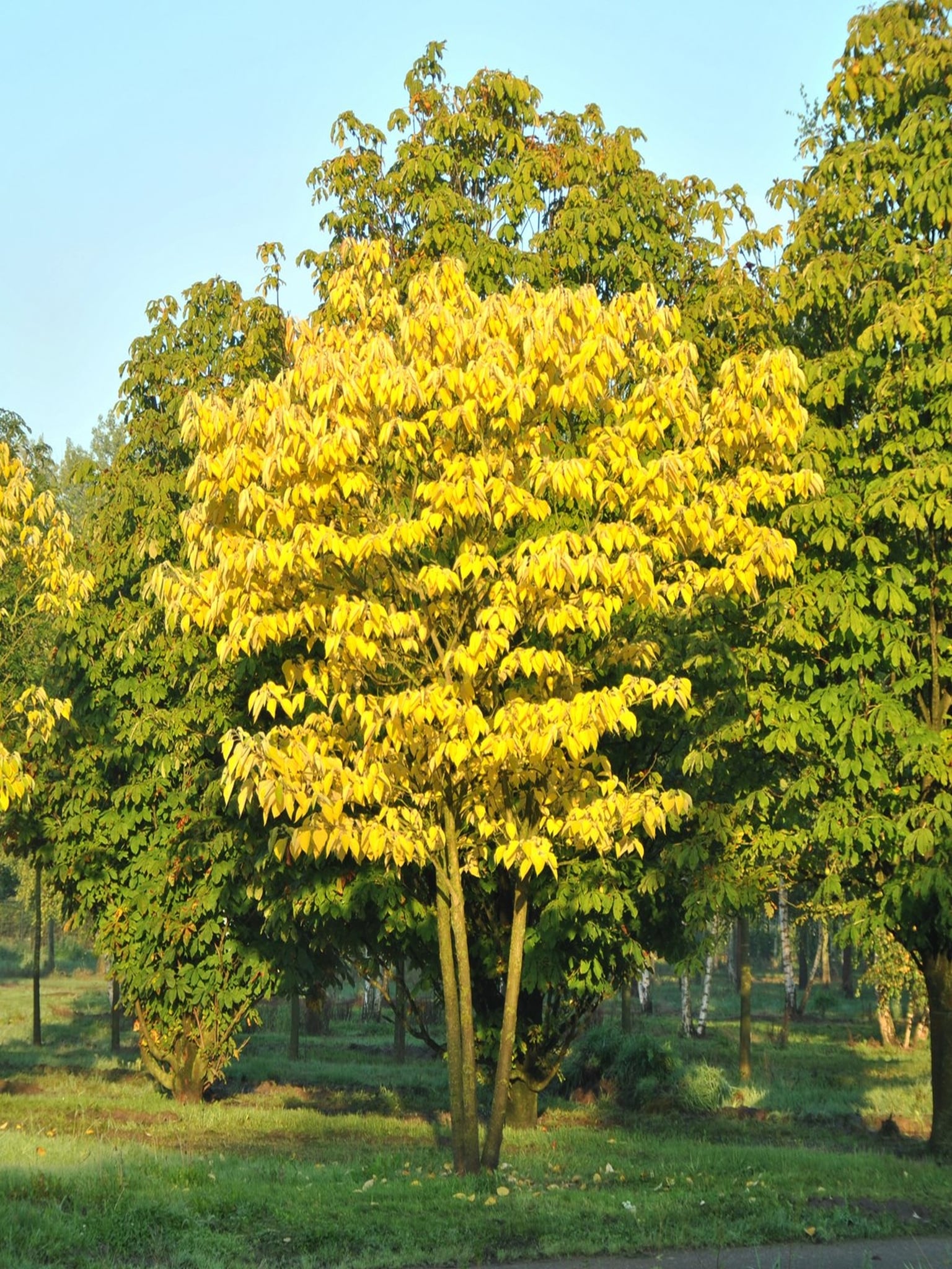 bomen_met_herfstkleur_6